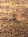 Table de ferme primitive rustique  en Chêne délavé , France 20eme